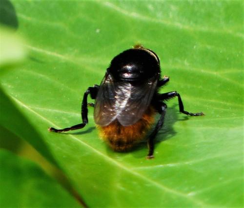 Merodon equestris