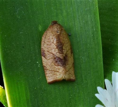 Réf. 254 951 : Cacoecimorpha pronubana