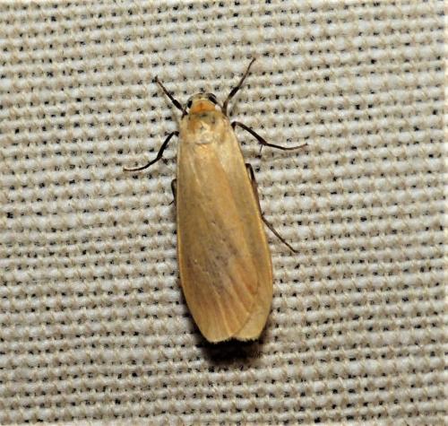 Réf. 254 800 : Eilema sororcula