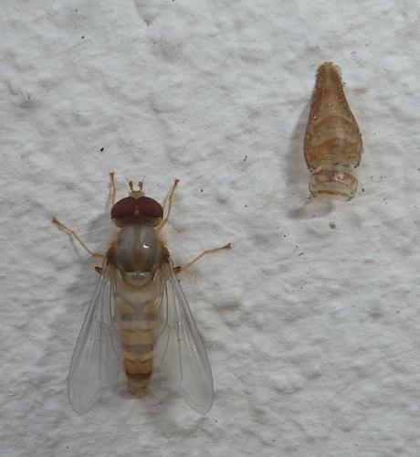 Réf. 254 139 : Episyrphus balteatus