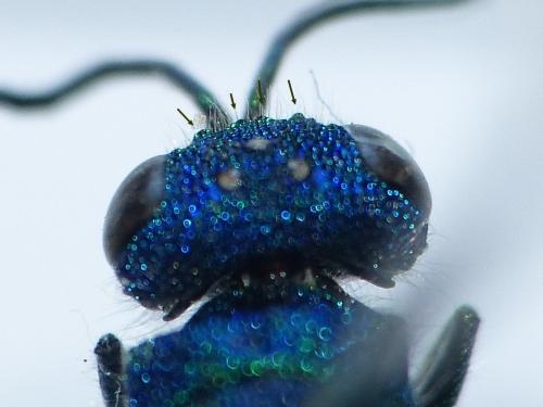Réf. 254 088 : Chrysis (ignita)