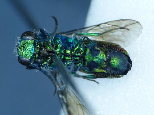 Chrysis (ignita)