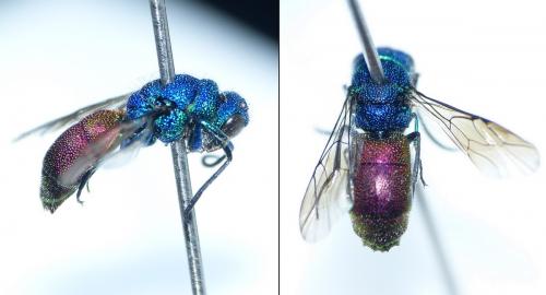 Chrysis (ignita)