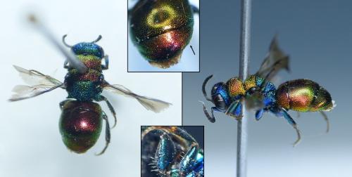 Hedychrum sp.