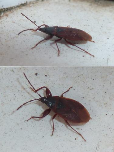Gastrodes grossipes