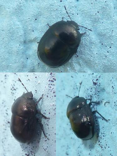 Thyreocoris scarabaeoides