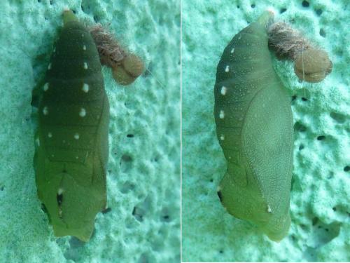 Lasiommata maera