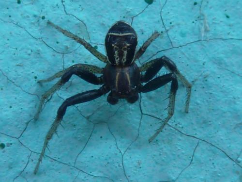 Réf. 254 584 : Xysticus ulmi