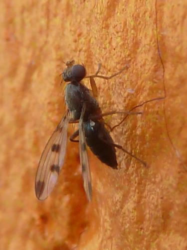 Réf. 254 558 : Geomyza tripunctata