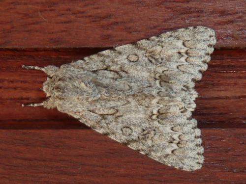 Réf. 254 854 : Acronicta aceris