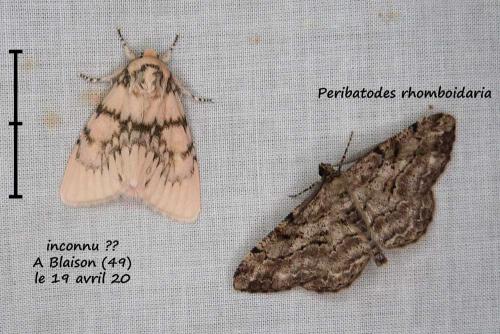 Réf. 254 183 : Subacronicta megacephala