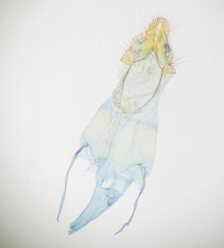 Ephestia woodiella