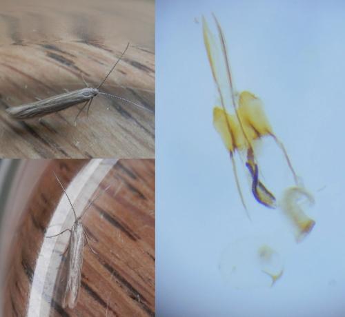 Réf. 254 073 : Coleophora otidipennella
