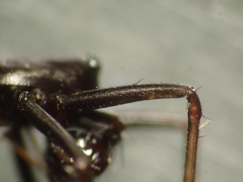 Neriene furtiva