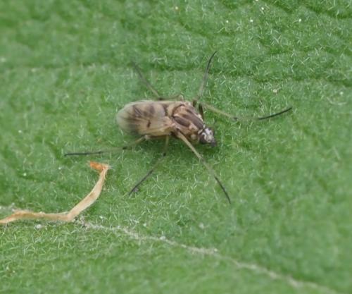 Procladius sp.