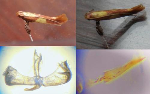 Caloptilia alchimiella