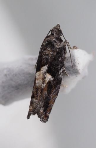 Réf. 254 422 : Epinotia immundana