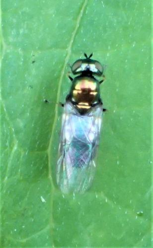 Réf. 254 743 : Microchrysa polita
