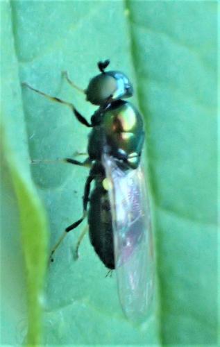 Réf. 254 744 : Microchrysa polita