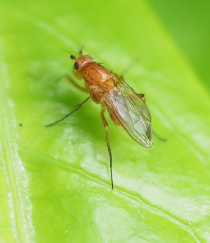 Eccoptomera sp.