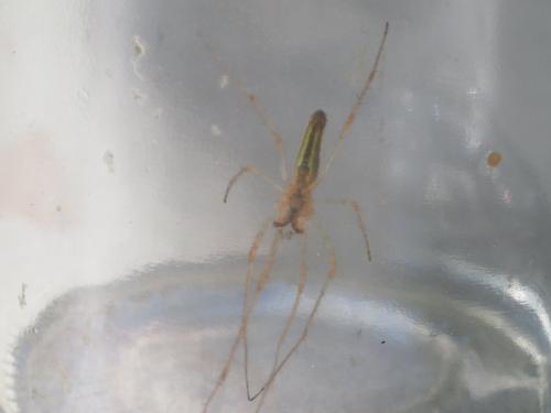 Tetragnatha montana