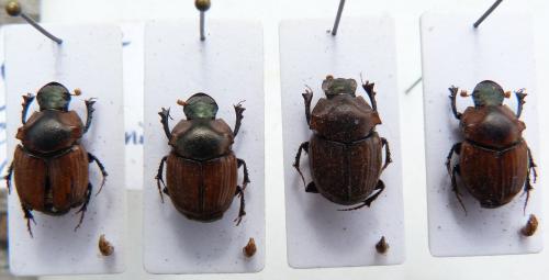 Réf. 254 022 : Onthophagus sp.