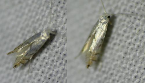 Phyllonorycter harrisella
