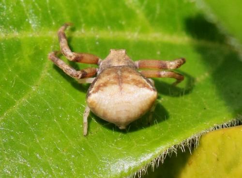 Réf. 254 777 : Pistius truncatus