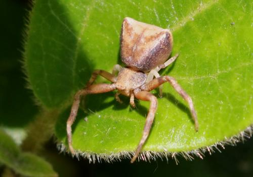 Réf. 254 776 : Pistius truncatus