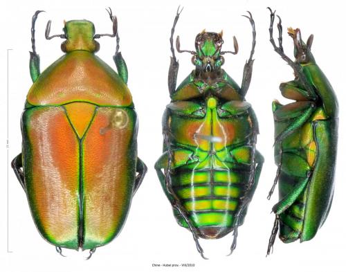 Pseudotorynorrhina fortunei