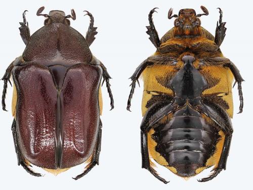 Réf. 254 724 : Protaetia gueyraudi
