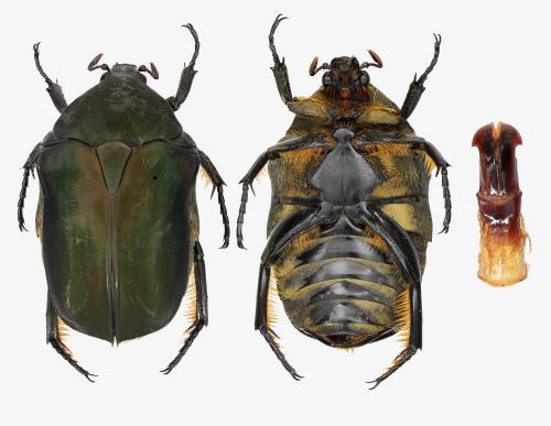 Réf. 254 723 : Protaetia gueyraudi