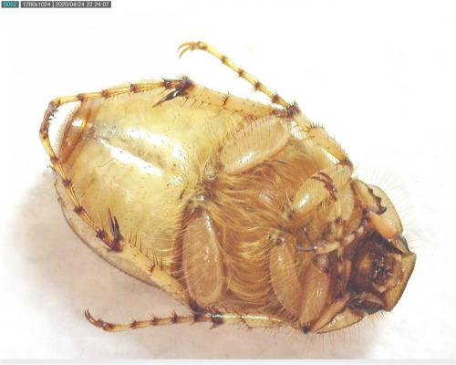 Réf. 254 606 : Rhizotrogus marginipes