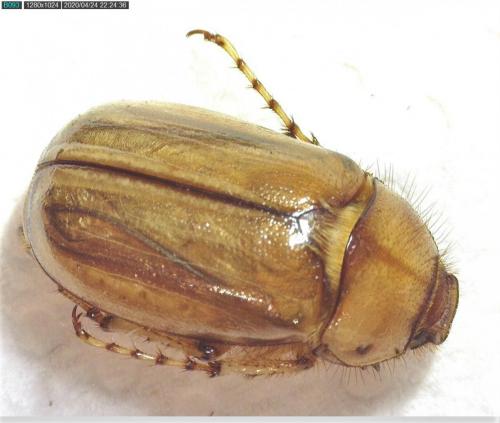 Rhizotrogus marginipes