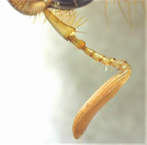 Rhizotrogus marginipes