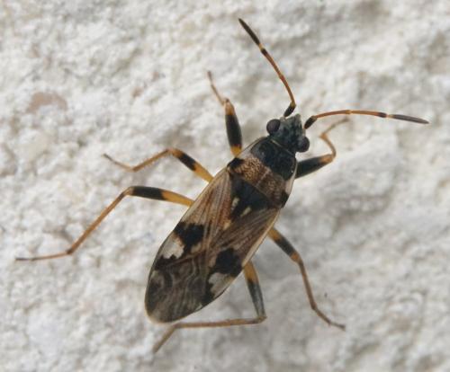Beosus maritimus