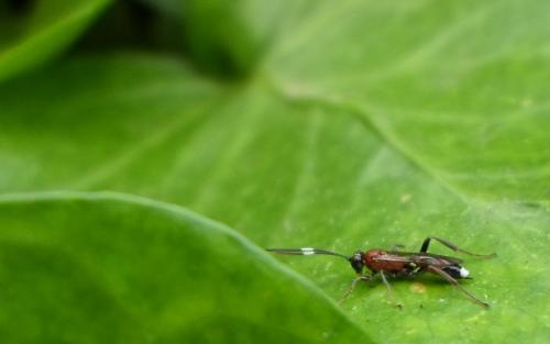 Crytea sp.