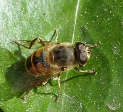 Eristalis tenax