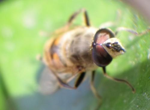Eristalis tenax