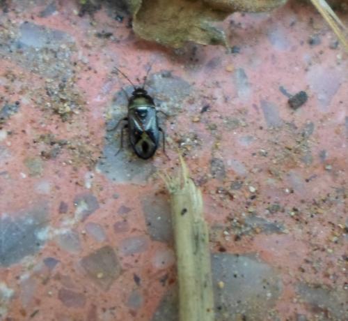Lamprodema maura