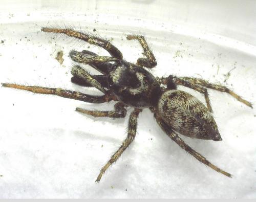 Réf. 254 593 : Salticus sp.