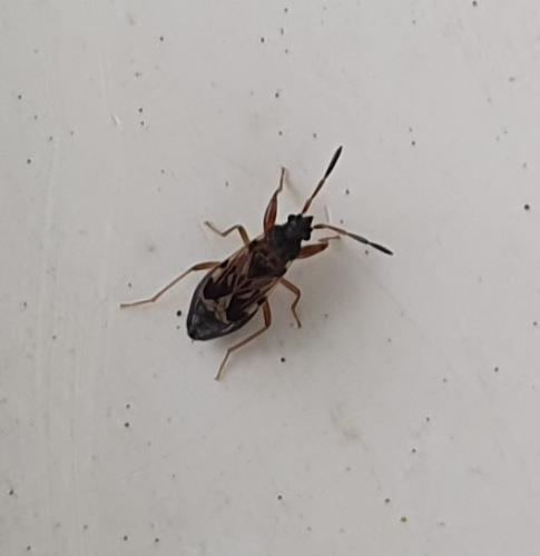 Réf. 254 268 : Scolopostethus sp.