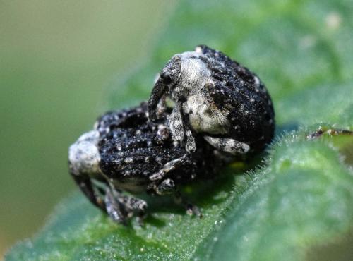 Réf. 254 103 : Cionus scrophulariae