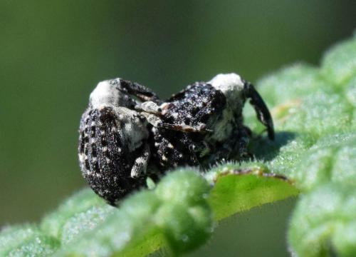 Réf. 254 104 : Cionus scrophulariae