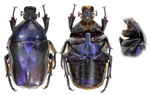 Pseudotorynorrhina japonica