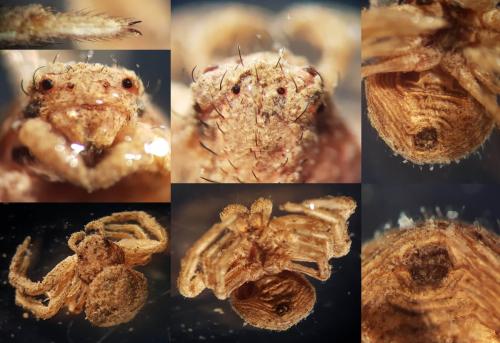Réf. 254 402 : Ozyptila scabricula
