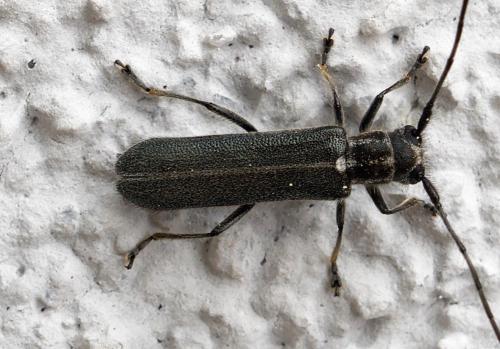 Stenostola dubia