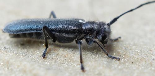 Stenostola dubia