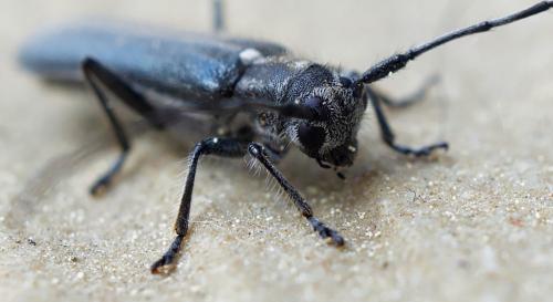 Réf. 254 547 : Stenostola dubia