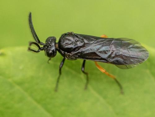 Sterictiphora sp.